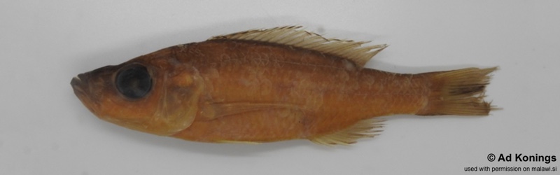 Diplotaxodon dentatus 'Thumbi East Island'
